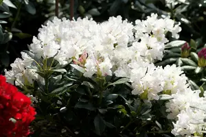 rhodo (caucas.) 'cunningham's white' (80-100 cm) - afbeelding 3