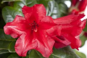 rhodo (forr.) 'baden-baden' (25- 30cm) - afbeelding 1