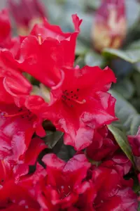 rhodo (forr.) 'scarlet wonder' (25- 30cm) - afbeelding 5