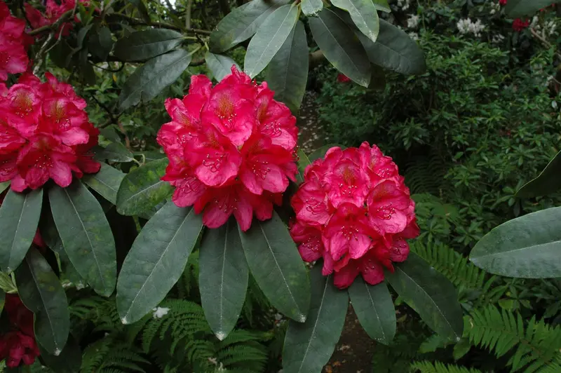 rhodo (fortun.) 'halfdan lem' (40- 50cm)