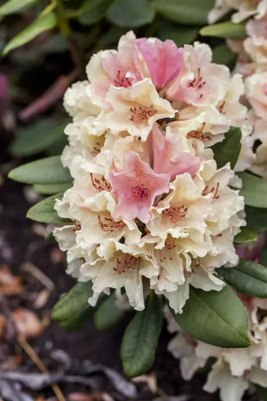 rhodo (hybr.) 'percy wiseman' (40- 50cm) - afbeelding 2