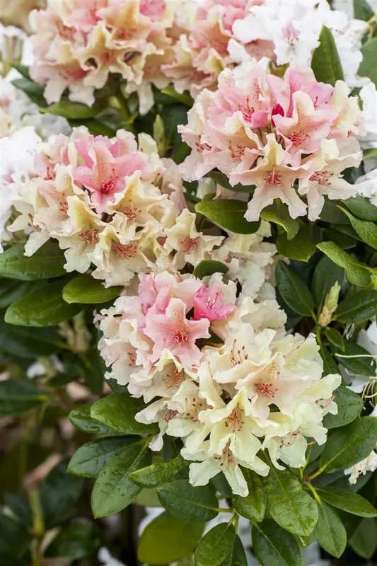 rhodo (hybr.) 'percy wiseman' (40- 50cm) - afbeelding 4