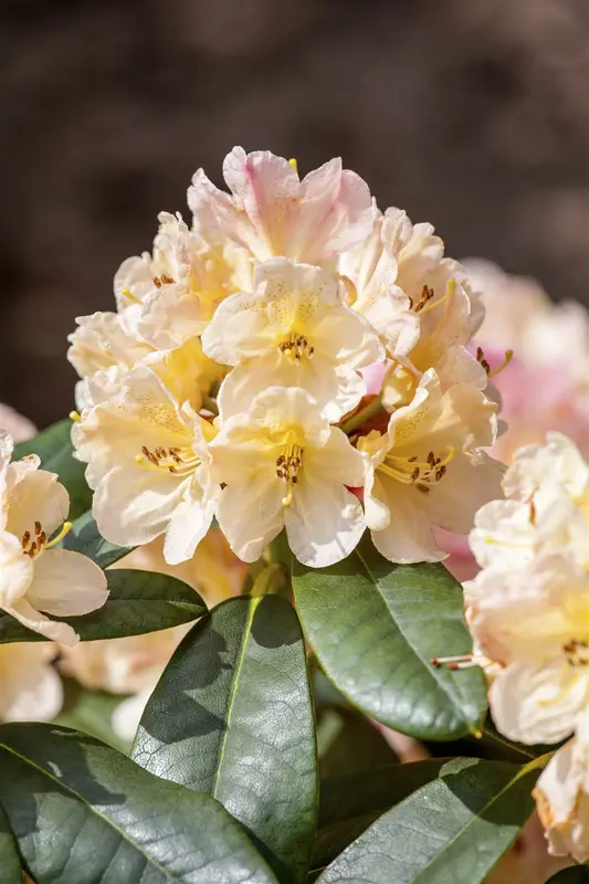 rhodo (hybr.) 'percy wiseman' (40- 50cm) - afbeelding 5