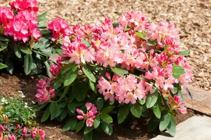 rhodo (hybr.) 'percy wiseman' (40- 50cm) - afbeelding 1