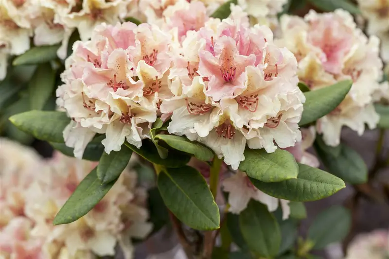 rhodo (hybr.) 'percy wiseman' (40- 50cm) - afbeelding 3