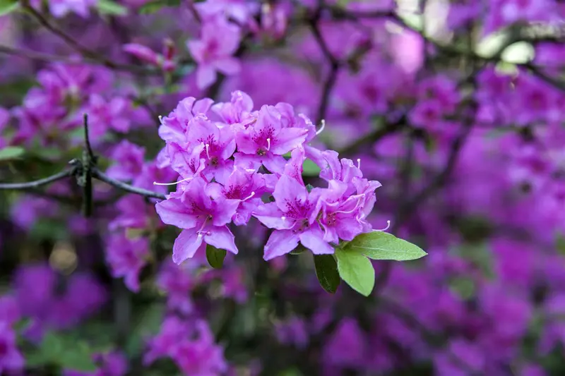 rhodo (hybr.) 'praecox' (30- 40cm) - afbeelding 1