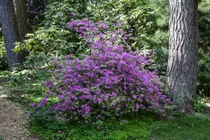 rhodo (hybr.) 'praecox' (30- 40cm) - afbeelding 2