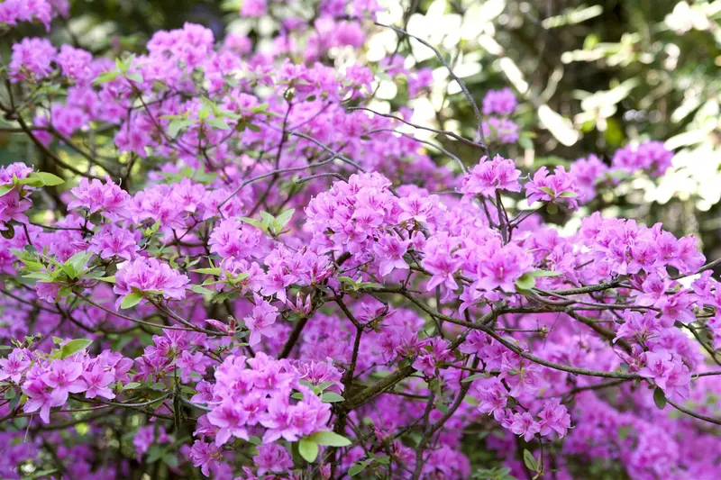 rhodo (hybr.) 'praecox' (30- 40cm) - afbeelding 3