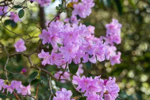 rhodo (hybr.) 'praecox' (30- 40cm) - afbeelding 4