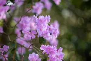 rhodo (hybr.) 'praecox' (30- 40cm) - afbeelding 5