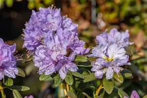 rhodo (hybr.) 'ramapo' (25- 30cm) - afbeelding 2