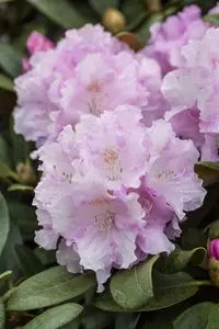 rhodo (hybr.) 'silberwolke' (25- 30cm) - afbeelding 2