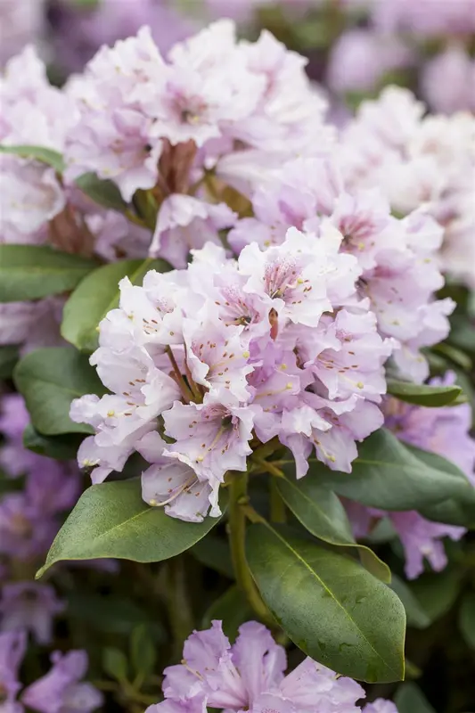 rhodo (hybr.) 'silberwolke' (25- 30cm) - afbeelding 3