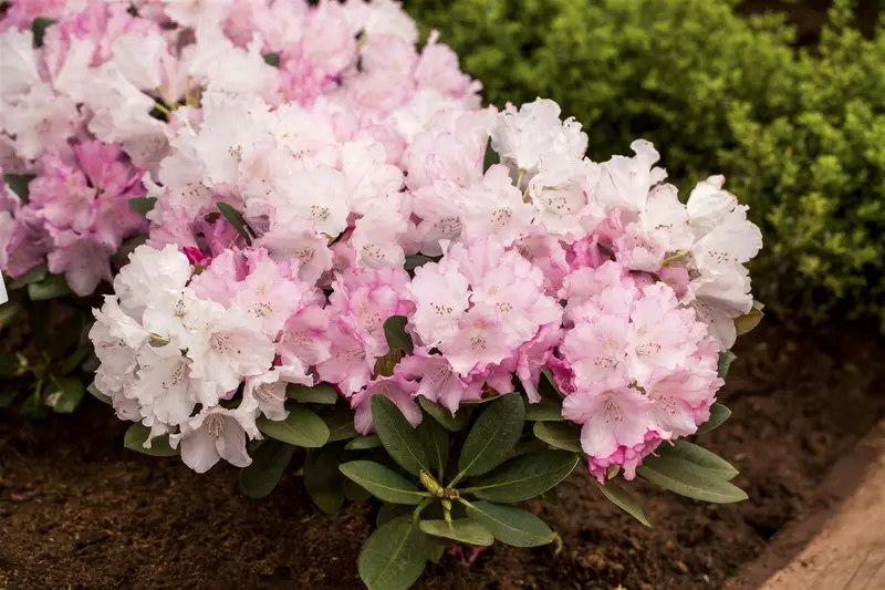 rhodo (hybr.) 'silberwolke' (25- 30cm) - afbeelding 1