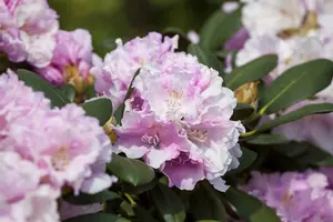 rhodo (hybr.) 'silberwolke' (25- 30cm) - afbeelding 4