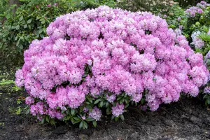 rhodo (hybr.) 'silberwolke' (25- 30cm) - afbeelding 5