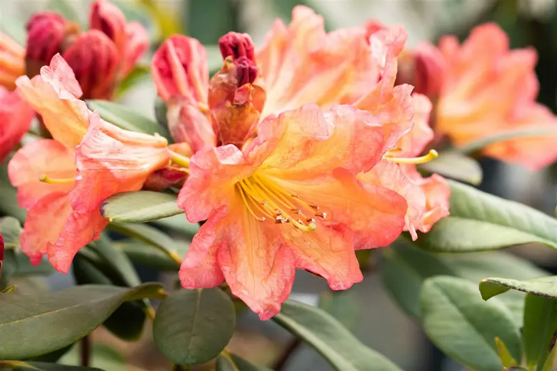 rhodo (hybr.) 'tortoiseshell orange' (40- 50cm)