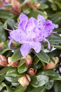 rhodo (imped.) 'blue tit' (25- 30cm)