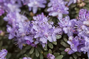 rhodo (imped.) 'blue tit magor' (25- 30cm)