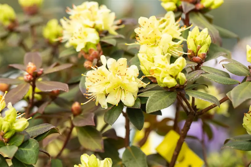 rhodo (keisk.) 'princess anne' (25- 30cm) - afbeelding 3