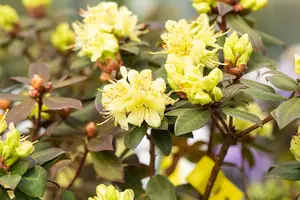 rhodo (keisk.) 'princess anne' (25- 30cm) - afbeelding 3