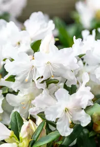 rhodo (minus) 'dora amateis' (25- 30cm) - afbeelding 3