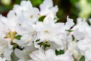 rhodo (minus) 'dora amateis' (25- 30cm) - afbeelding 2