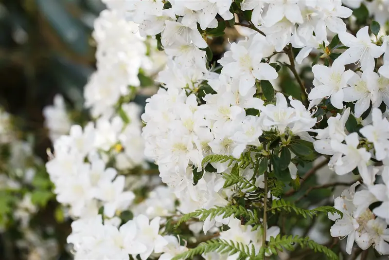 rhodo (minus) 'dora amateis' (25- 30cm) - afbeelding 1