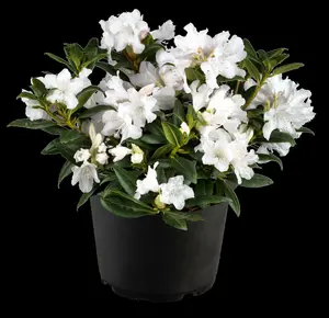 rhodo (minus) 'dora amateis' (25- 30cm) - afbeelding 4