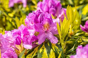 rhodo (pont.) 'goldflimmer' (40- 50cm) - afbeelding 4