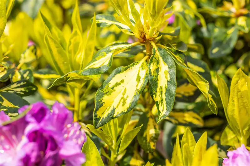 rhodo (pont.) 'goldflimmer' (40- 50cm) - afbeelding 5