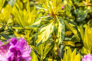 rhodo (pont.) 'goldflimmer' (40- 50cm) - afbeelding 5