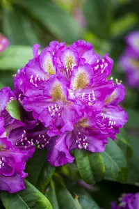 rhodo (pont.) 'marcel menard' (40- 50cm) - afbeelding 5