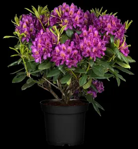 rhodo (pont.) 'marcel menard' (40- 50cm) - afbeelding 2