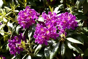 rhodo (pont.) 'marcel menard' (40- 50cm) - afbeelding 1