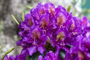 rhodo (pont.) 'marcel menard' (60- 80cm) - afbeelding 3