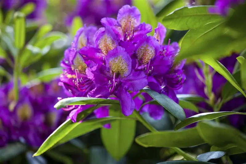 rhodo (pont.) 'marcel menard' (60- 80cm) - afbeelding 4