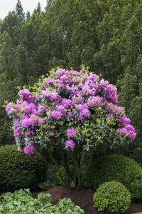 rhodo (pont.) 'roseum elegans' (40- 50cm) - afbeelding 4