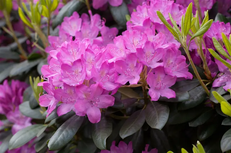 rhodo (pont.) 'roseum elegans' (40- 50cm) - afbeelding 1