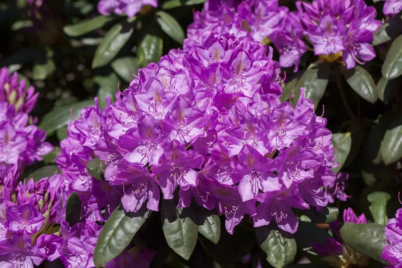 rhodo (pont.) 'roseum elegans' (40- 50cm) - afbeelding 2