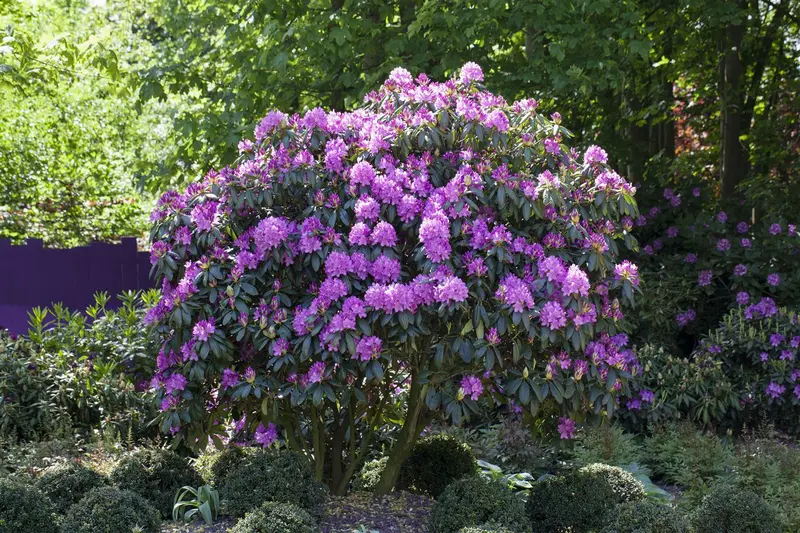 rhodo (pont.) 'roseum elegans' (40- 50cm) - afbeelding 3