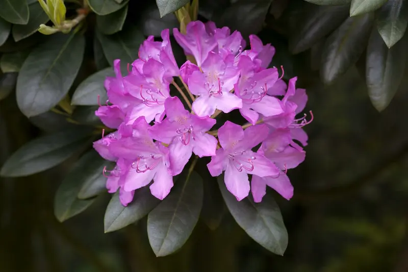 rhodo (pont.) 'roseum elegans' (40- 50cm) - afbeelding 5