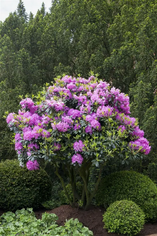 rhodo (pont.) 'roseum elegans' (60- 80cm) - afbeelding 4