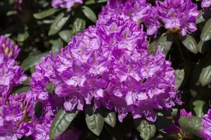 rhodo (pont.) 'roseum elegans' (60- 80cm) - afbeelding 2