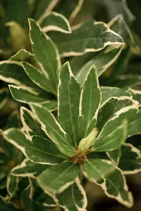 rhodo (pont.) 'variegatum' (40- 50cm) - afbeelding 3