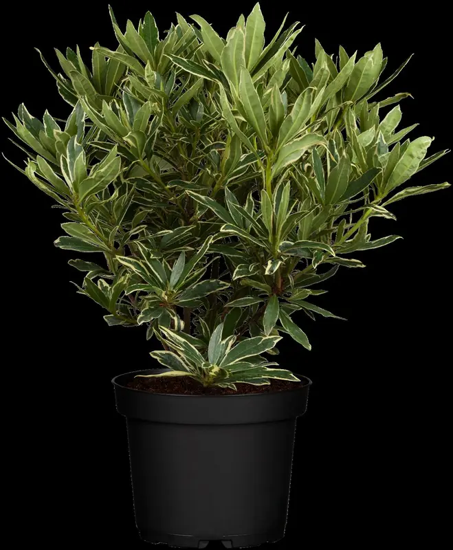 rhodo (pont.) 'variegatum' (40- 50cm) - afbeelding 1