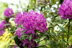 rhodo (pont.) 'variegatum' (40- 50cm) - afbeelding 4