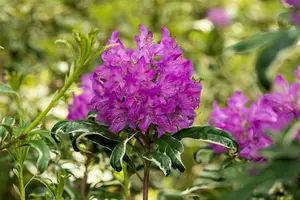 rhodo (pont.) 'variegatum' (40- 50cm) - afbeelding 5