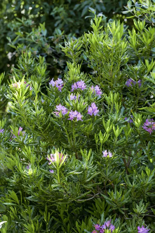 rhodo ponticum (30- 40cm) - afbeelding 1