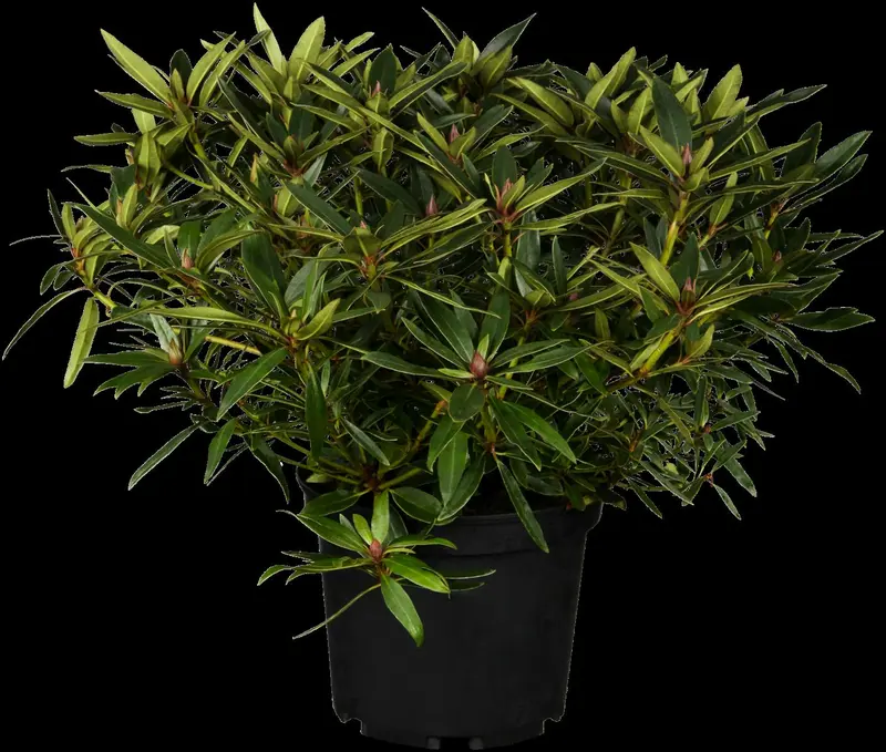 rhodo ponticum (30- 40cm) - afbeelding 3